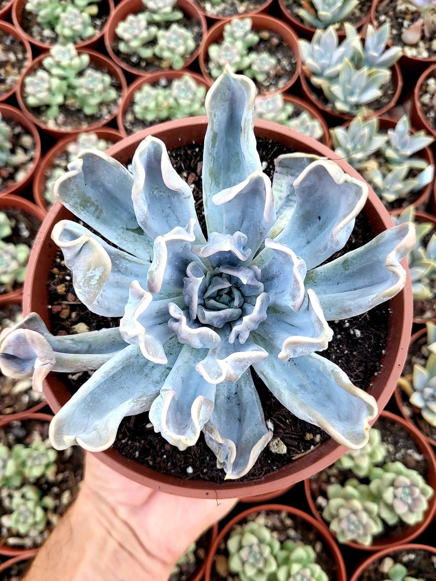 Echeveria "Thriller Pearl" - Succulovers