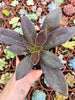 Echeveria racemosa hibrido - Succulovers