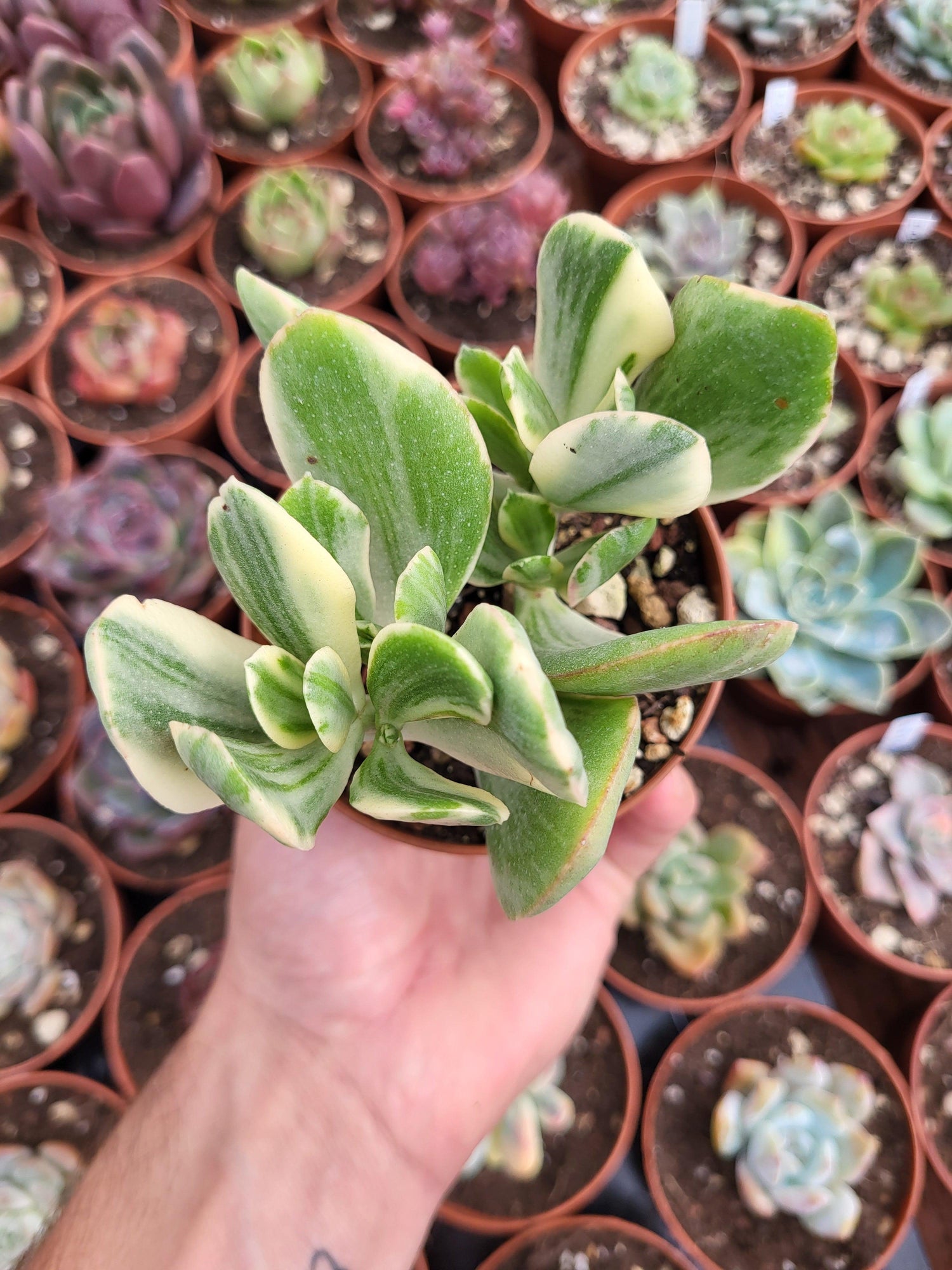 Crassula ovata variegata - Succulovers