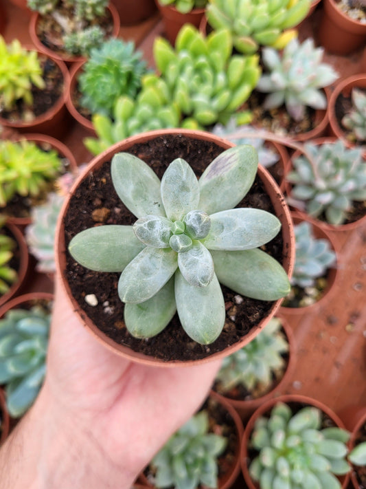 Pachyphytum "Sky" Korean - Succulovers