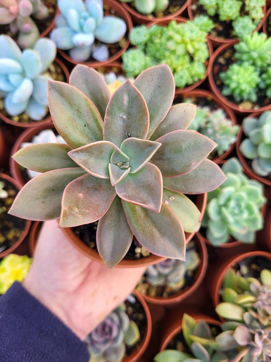 Graptoveria "Fred Ives" - Succulovers