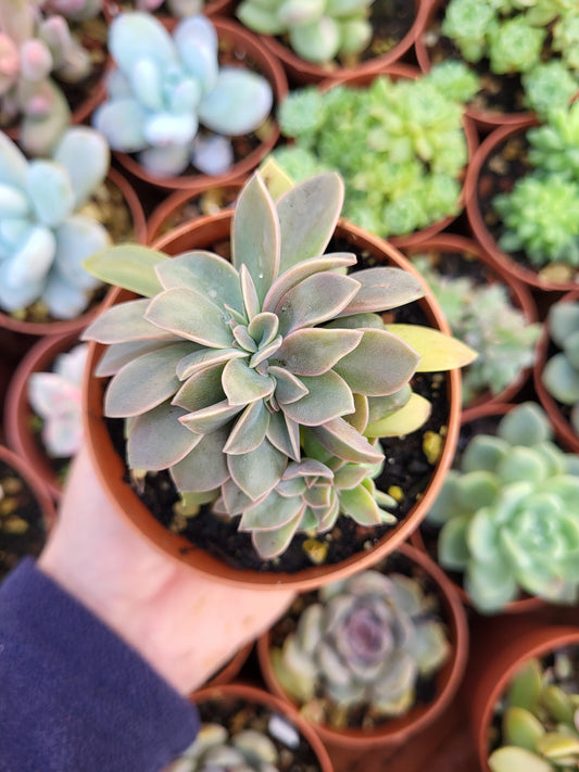 Graptoveria "Fred Ives" crestada - Succulovers