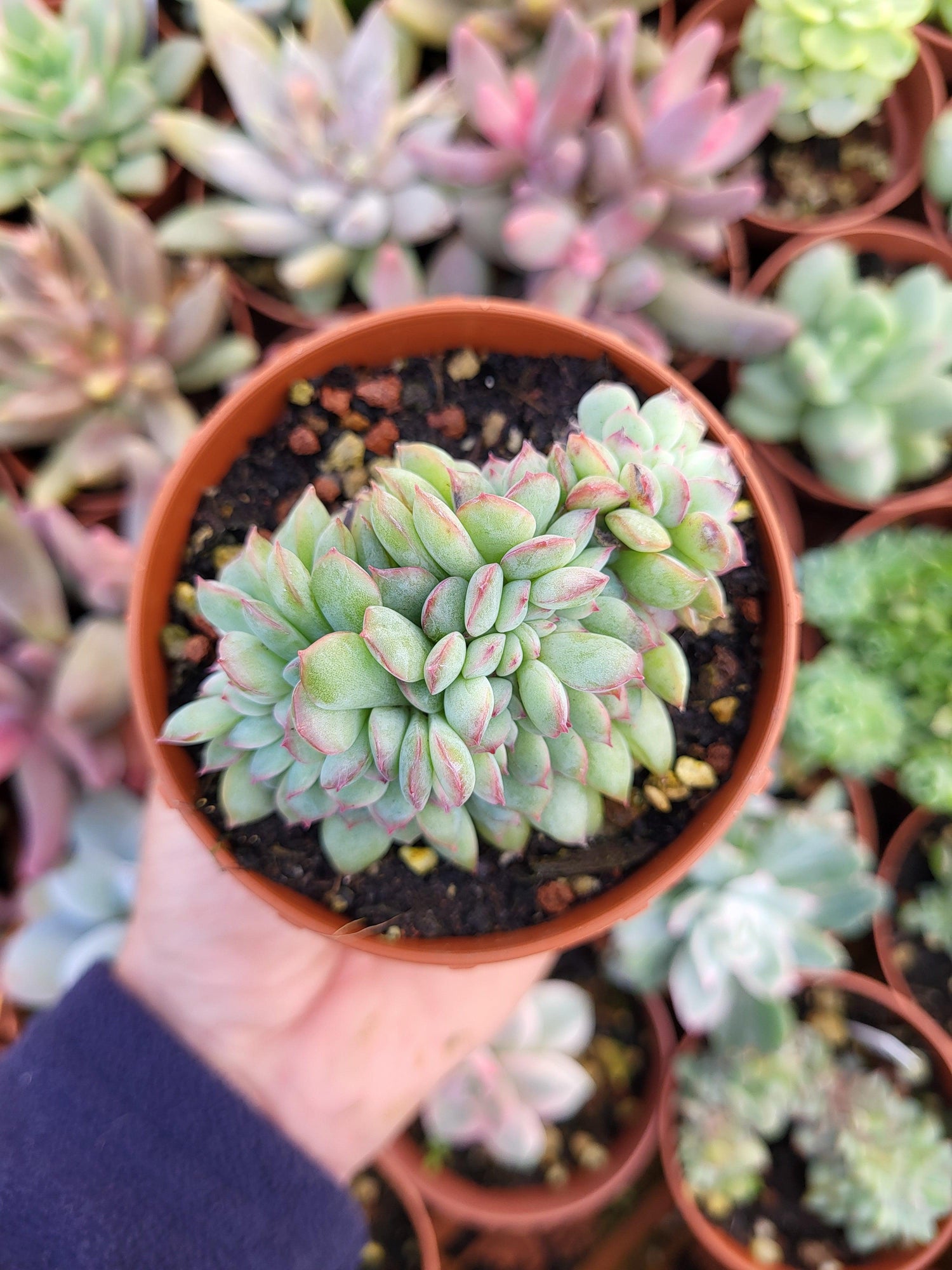 Echeveria "Apus" crestada - Succulovers