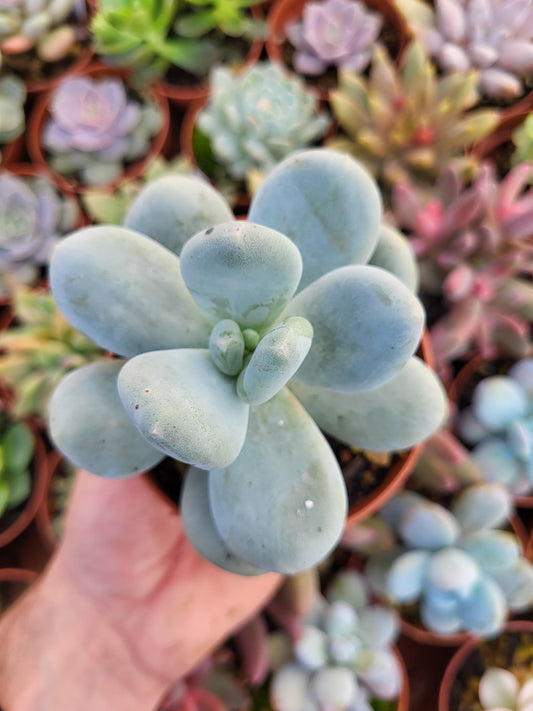 Pachyphytum oviferum "Tsukibijin" Korean - Succulovers