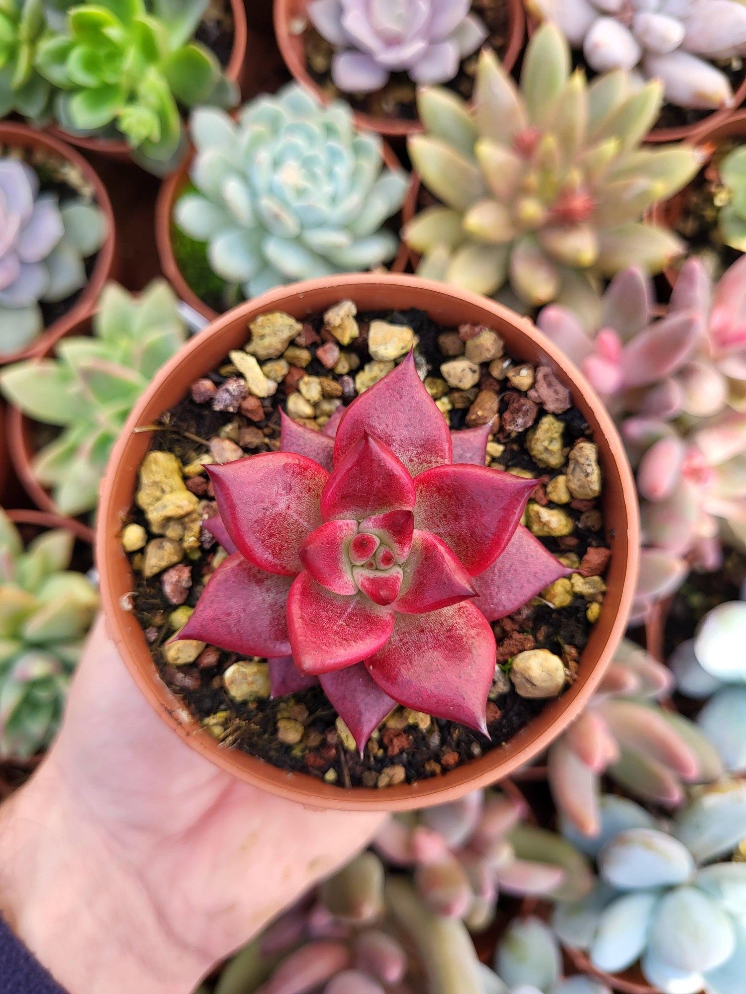 Echeveria agavoides "Romeo Rubin" - Succulovers