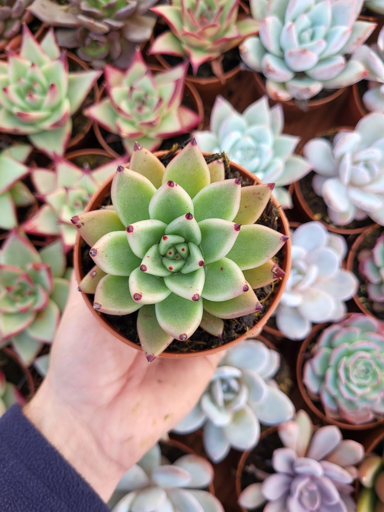 Echeveria agavoides ebony x Echeveria cuspidata - Succulovers