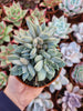 Pachyveria "Compassion" cluster by Christophe Camassel - Succulovers