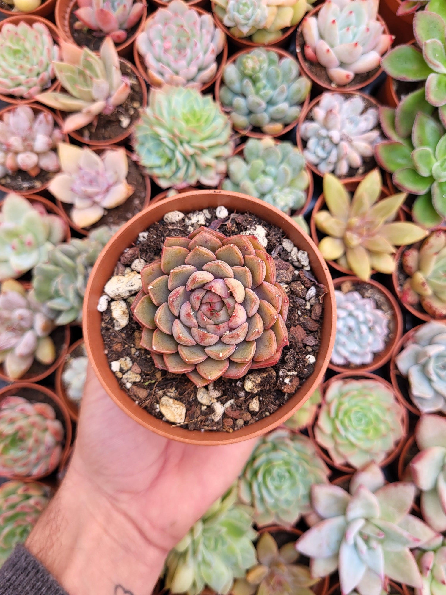 Echeveria  "Lady Rose" - Succulovers