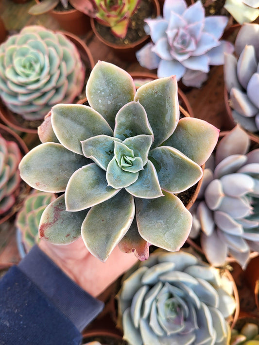 Echeveria "Virosa" - Succulovers