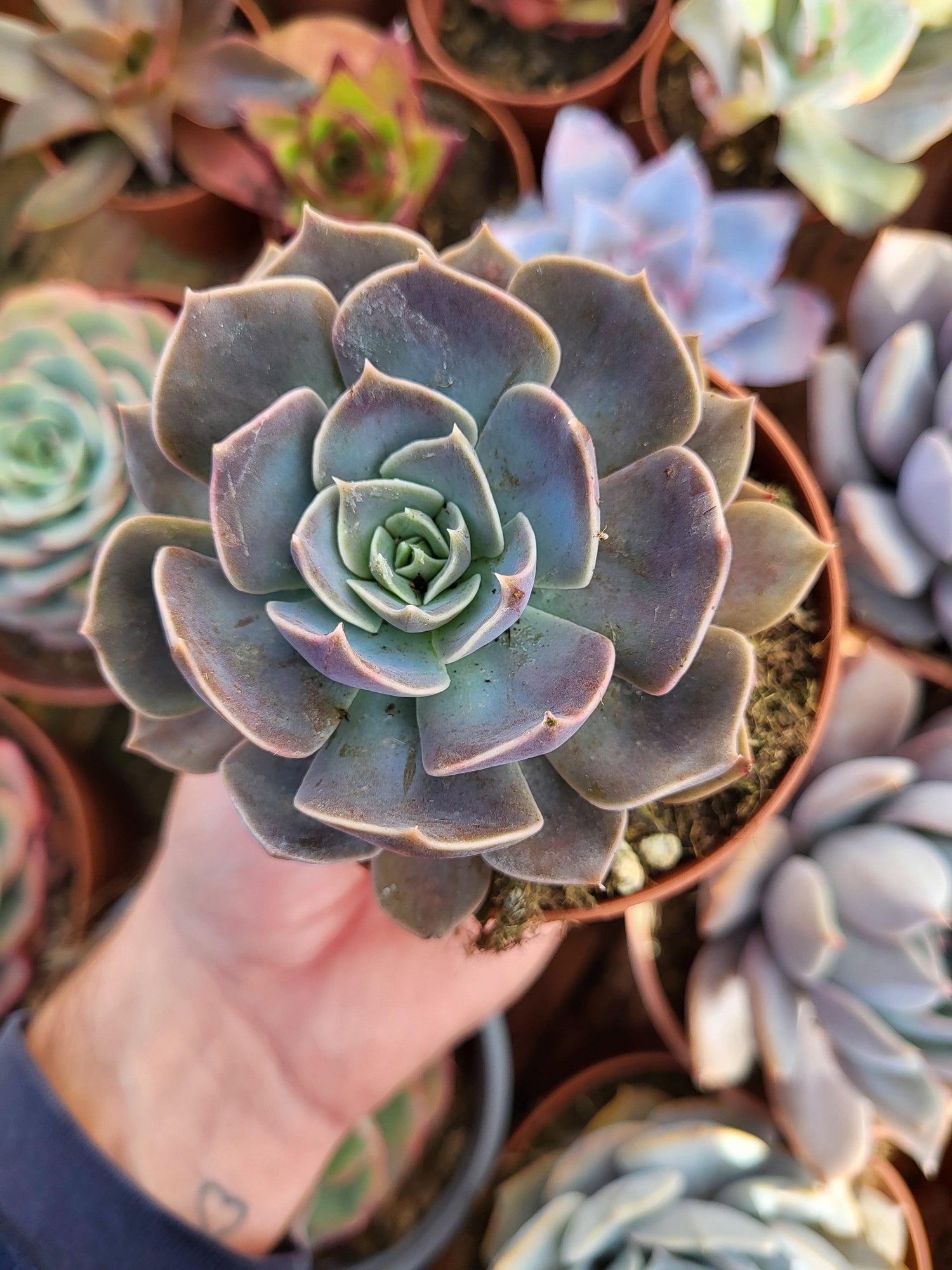 Echeveria "Linda Jean" - Succulovers
