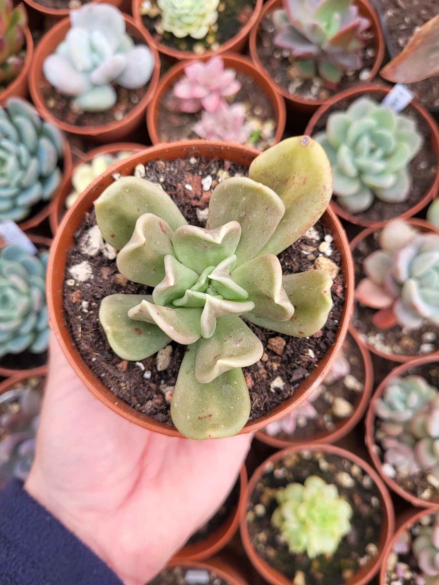 Echeveria humilis x Echeveria runyonii topsy turvy by Christophe Camassel - Succulovers