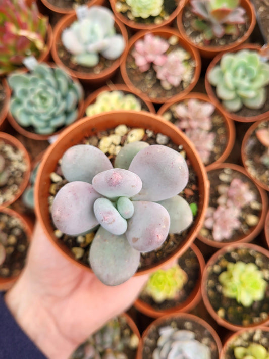 Pachyphytum bracteosum - Succulovers
