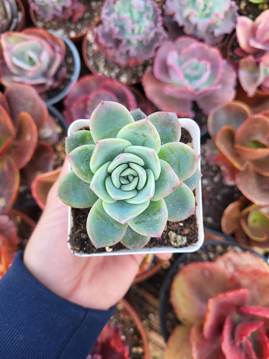 Echeveria "Indiscrete" by Christophe Camassel - Succulovers