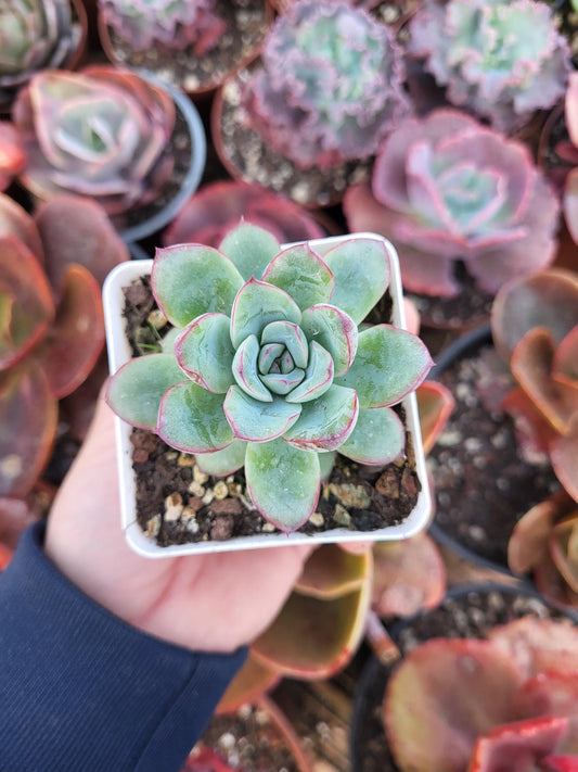 Echeveria "Mexico Gigant" x Echeveria colorata by Christophe Camassel - Succulovers