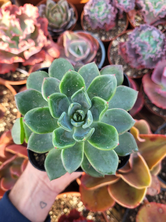 Echeveria "Fétiche" by Christophe Camassel - Succulovers