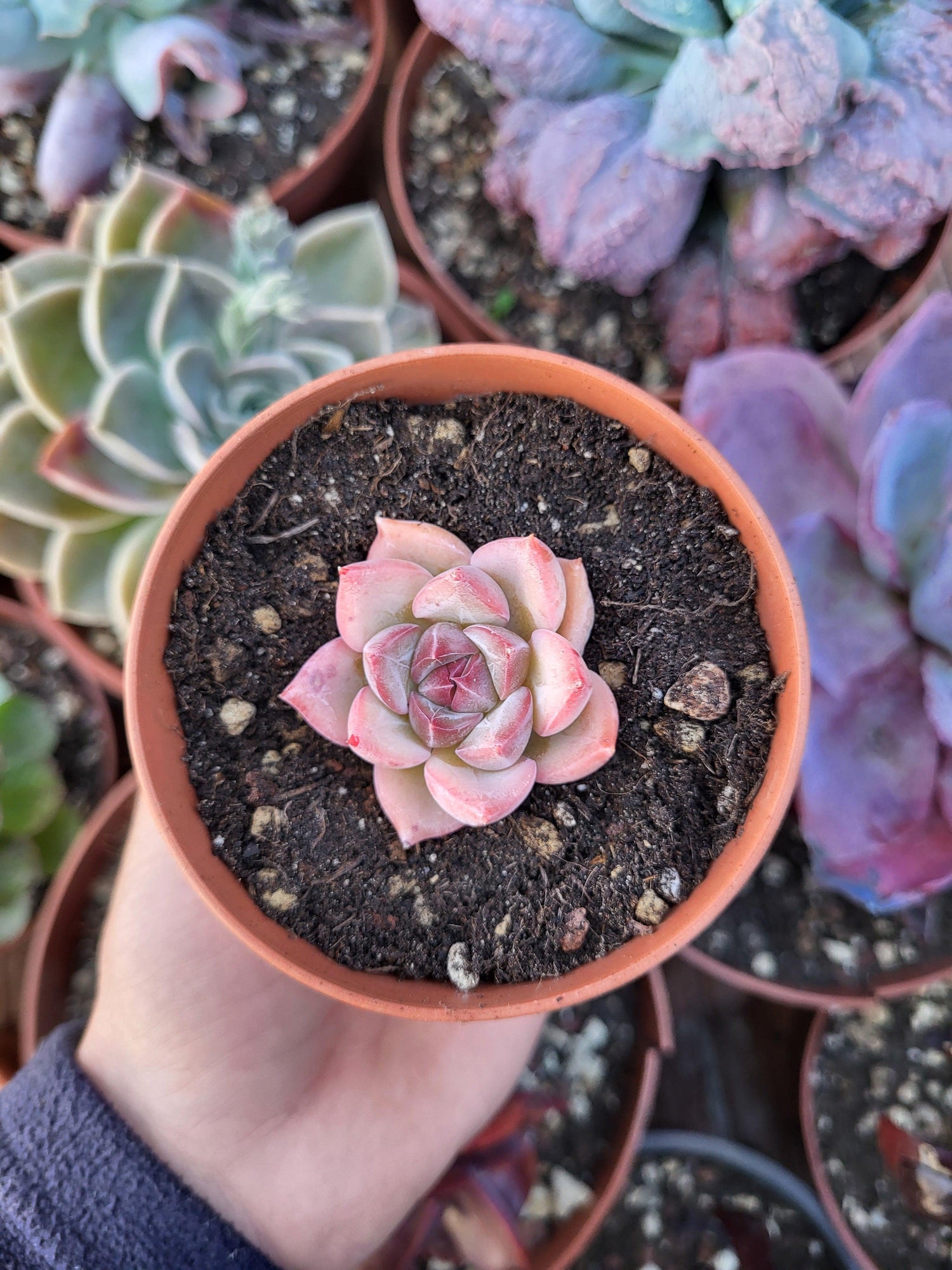 Echeveria "Marine Ball" Korean - Succulovers