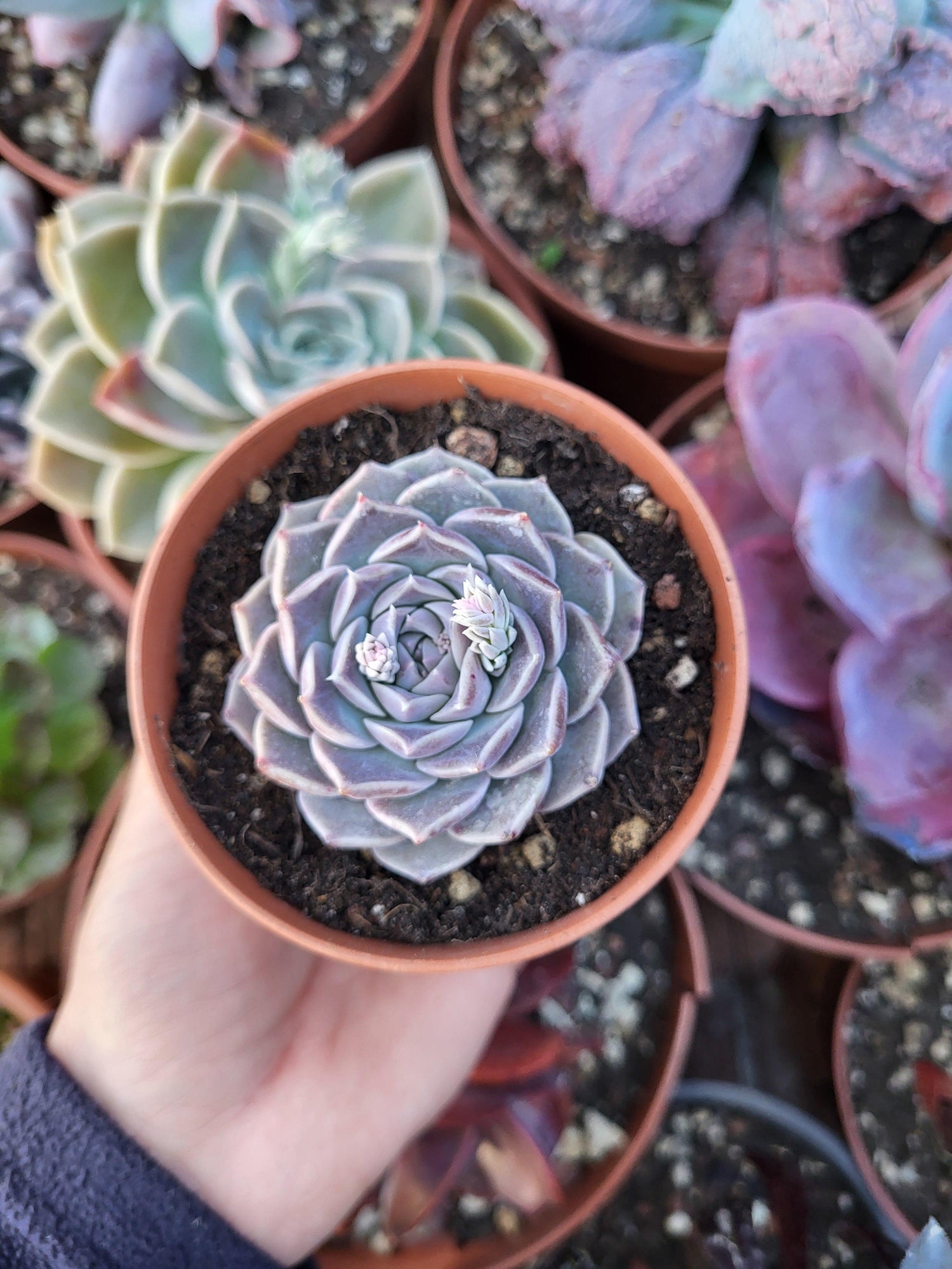 Echeveria "Collie" Korean - Succulovers