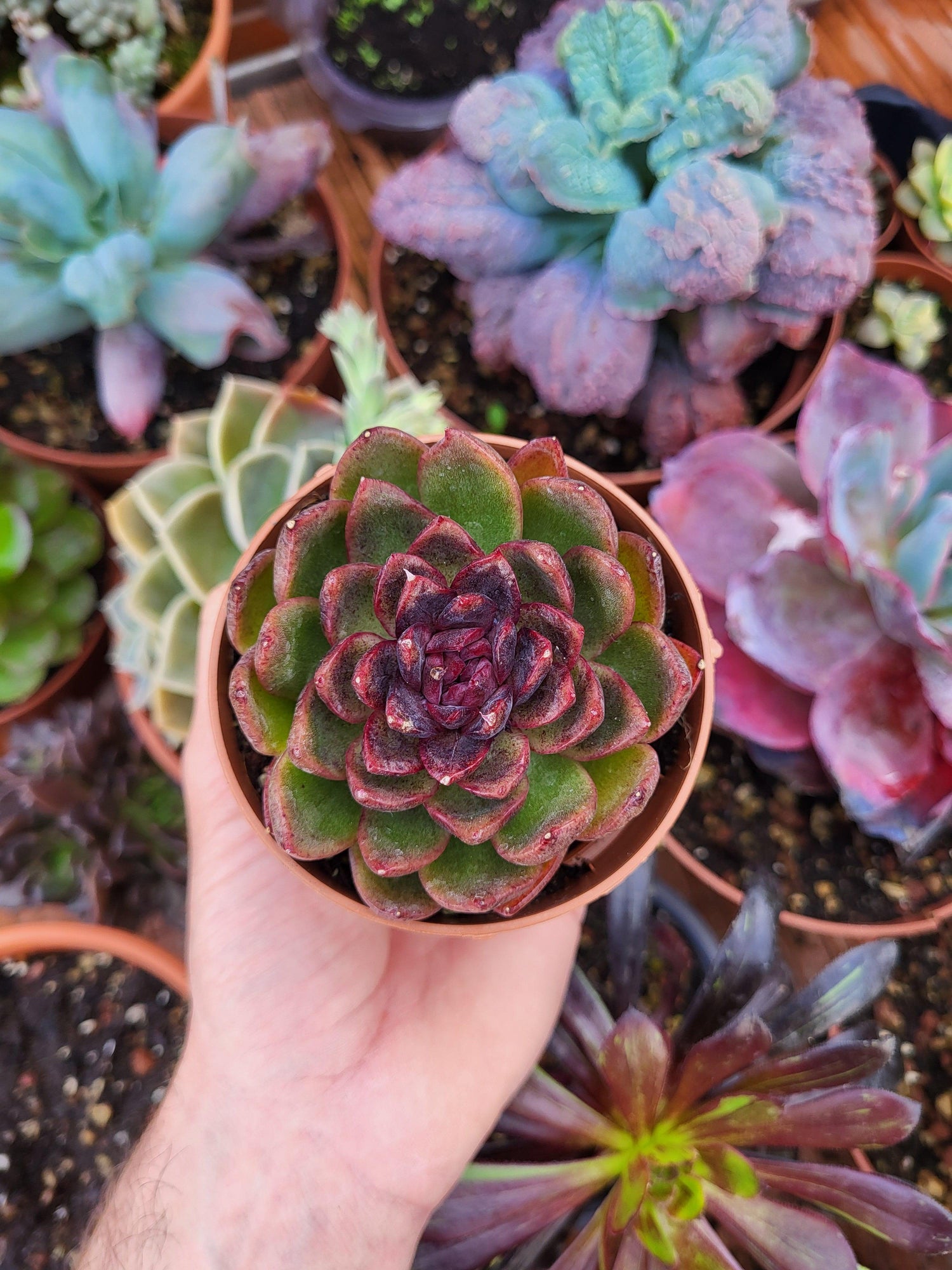 Echeveria "Pink Rosa" Korean - Succulovers