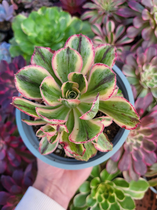 Aeonium "Marnier L´Apostolle" variegado
