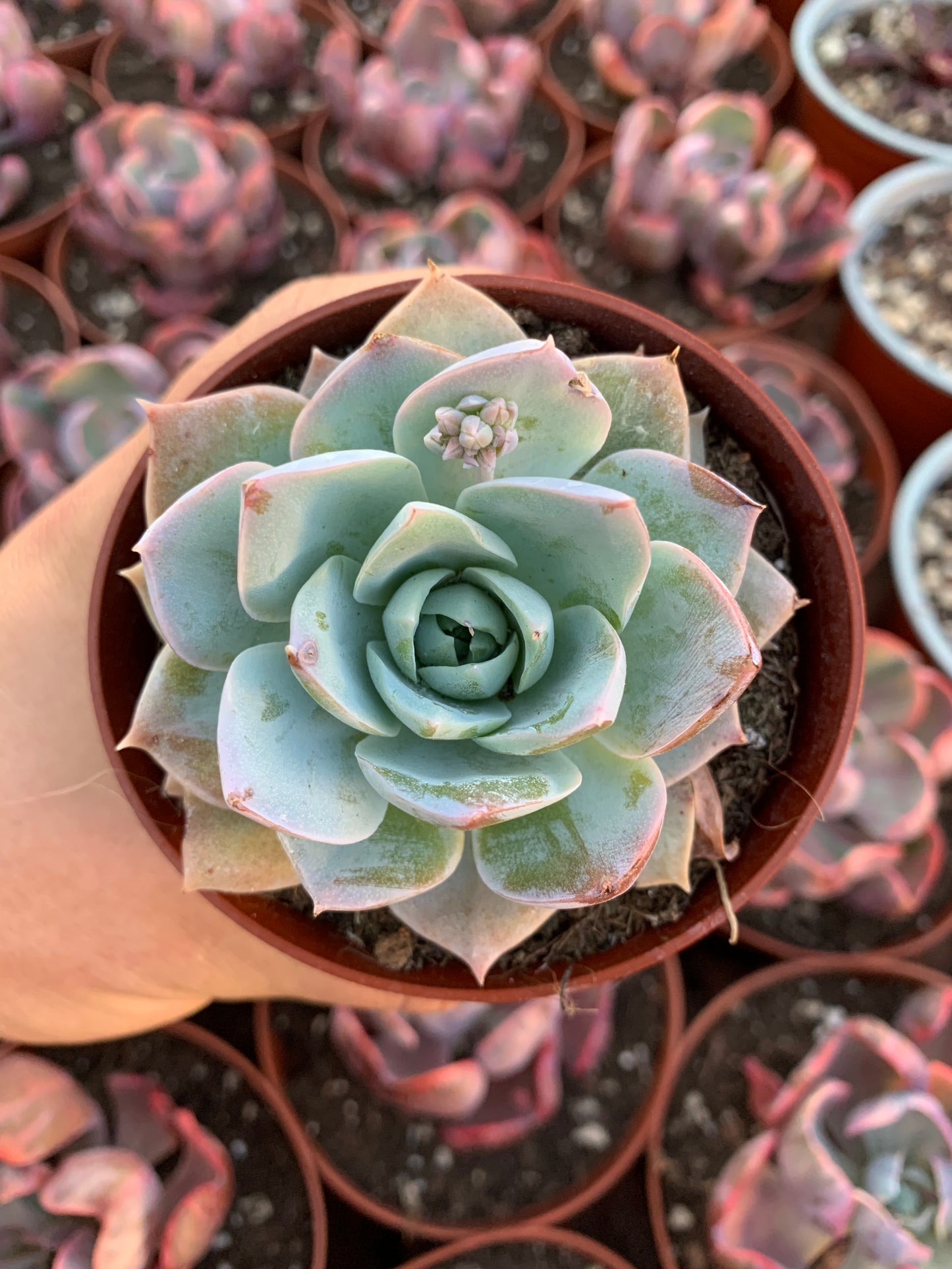 Sedum " Suaveolens" Korean