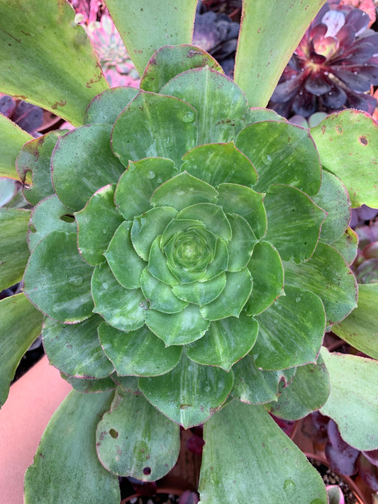 Aeonium "Californicum" variegated