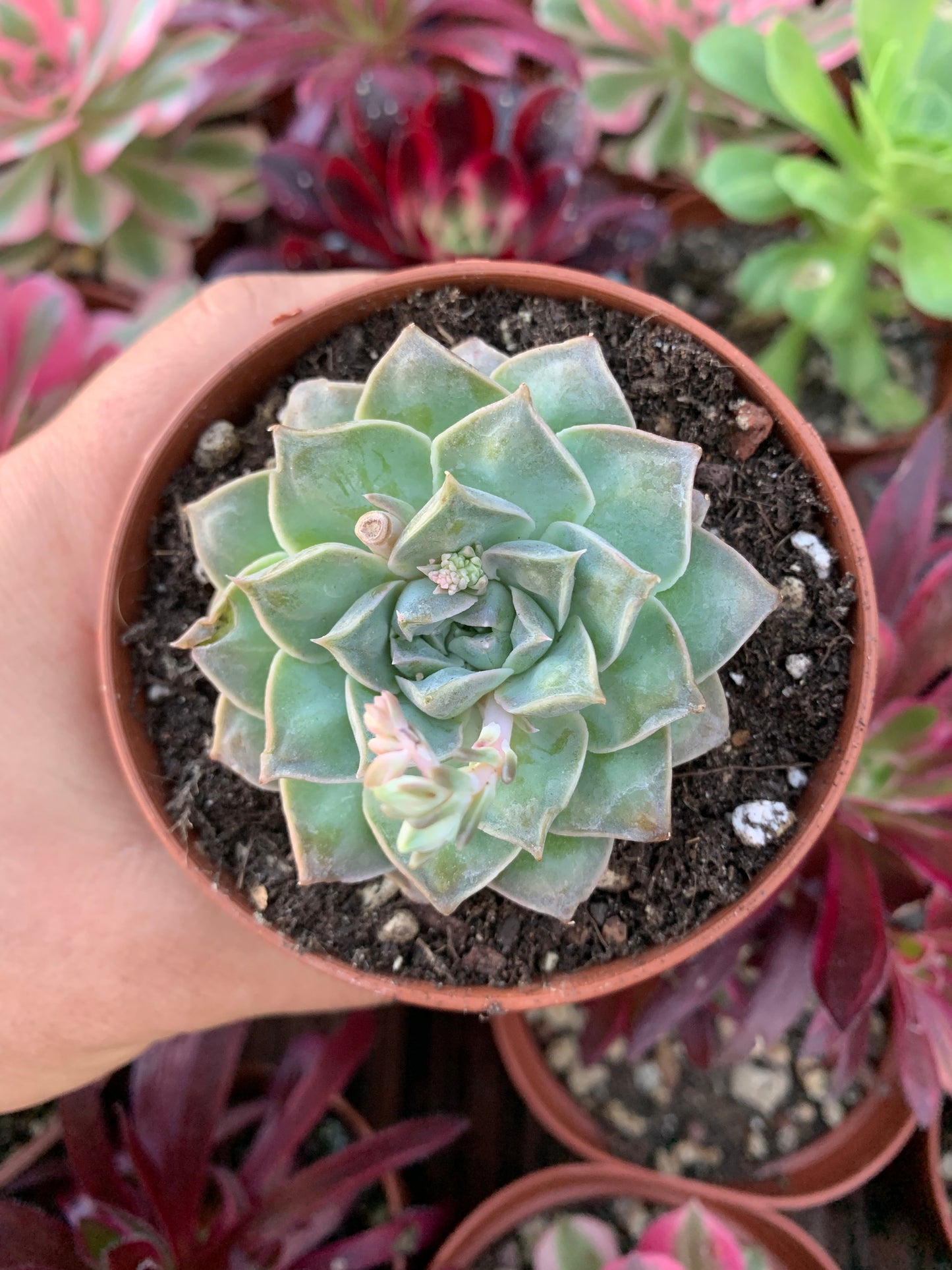 Echeveria "Sugar Heart Velvet"