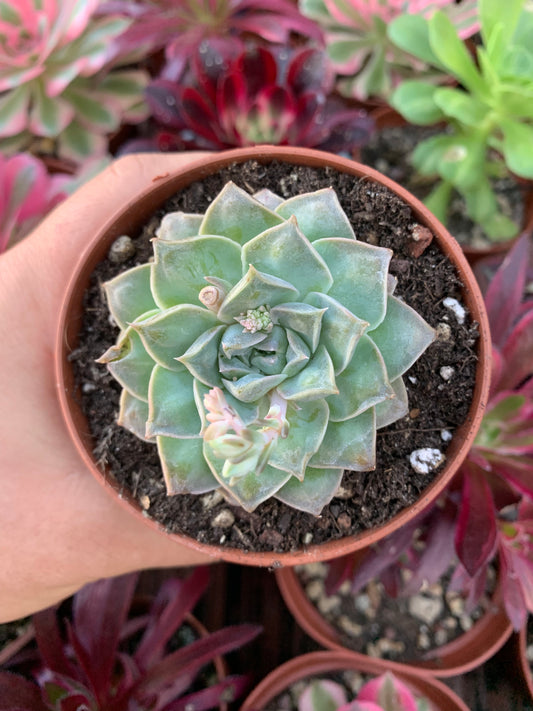 Echeveria "Velluto Cuore di Zucchero"