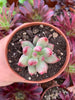 Echeveria "Yeonji" Korean