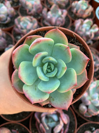 Echeveria "Fairy Queen" Koreanisch