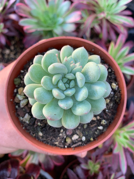 Graptoveria "Pearl Bean" coreano da fazenda Chang Won