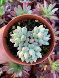 Pachyveria "Crown Ball" (P. rzedowski x E. derenbergii) Korean by Air Magic