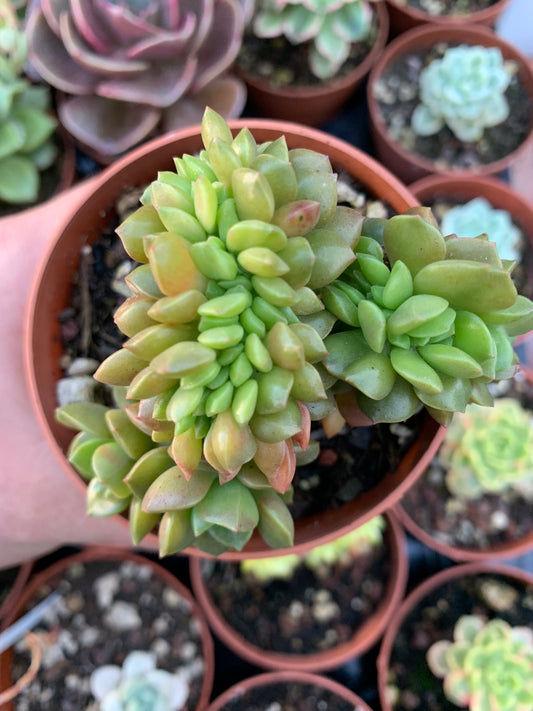 Sedum cuspidatum coréen à crête