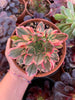 Aeonium "Tea Cup" variegado