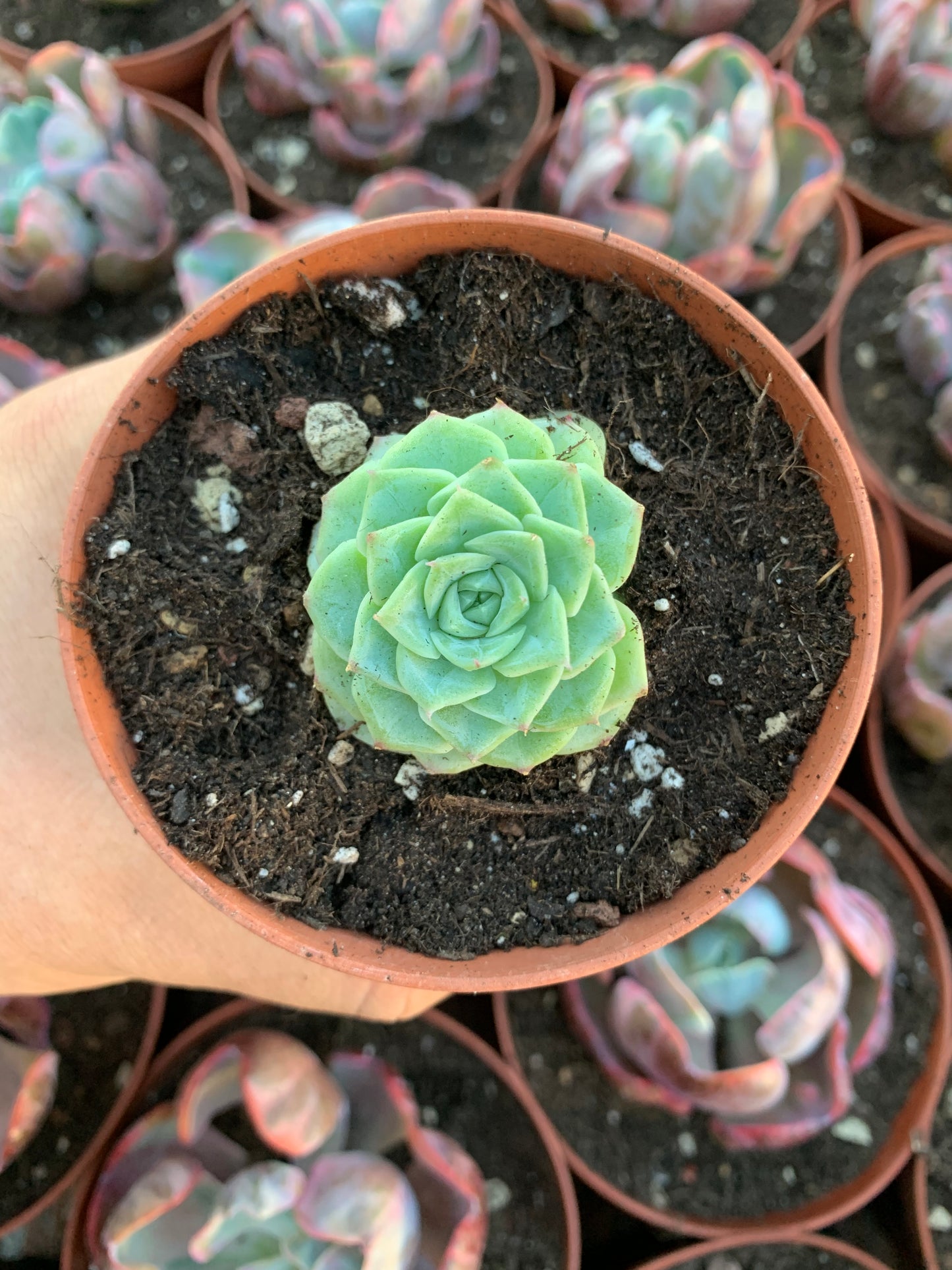 Echeveria "Black Rose"