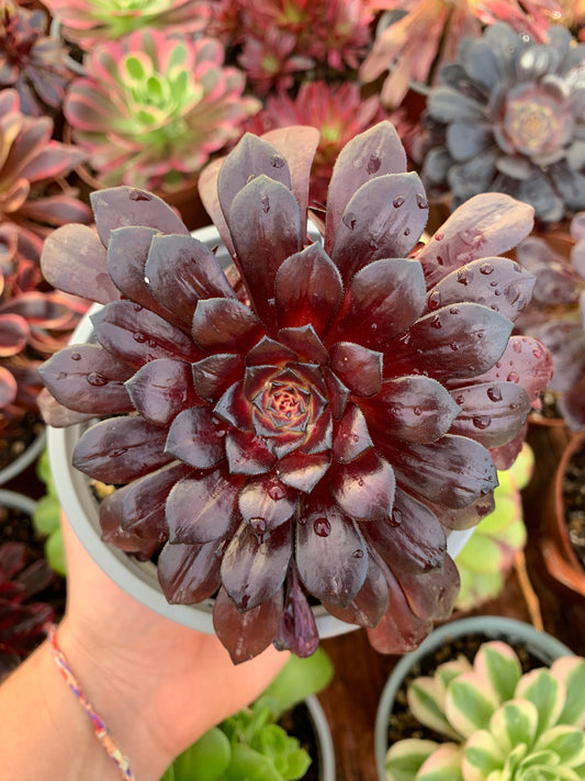 Aeonium "Zwartkin" meio variegado