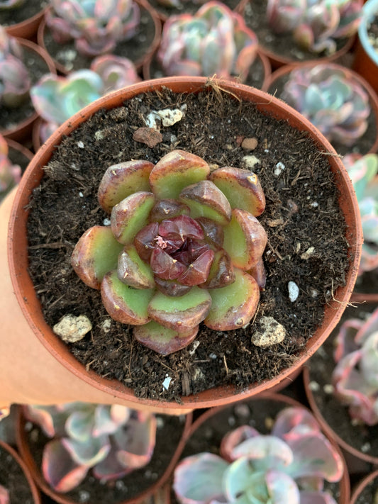 Echeveria "Black Rose"