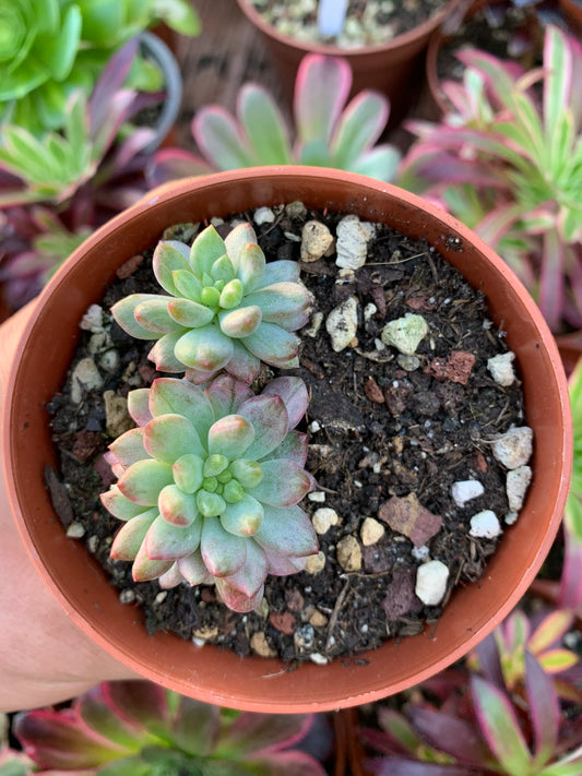Sedeveria "Blue elf" variegada Korean