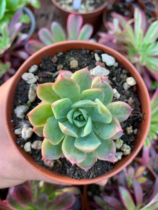 Echeveria "Bradburiana" coreana variegada