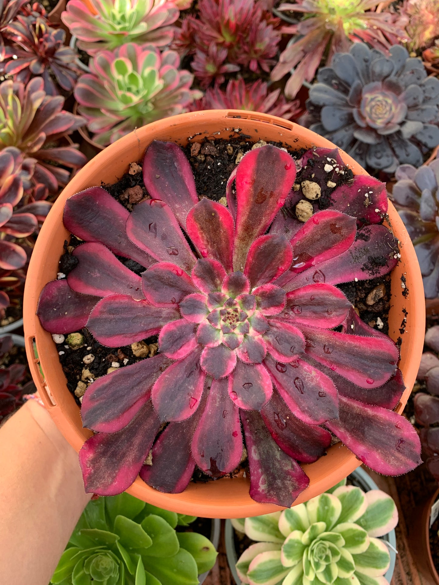 Aeonium "Wu Tian Ji" variegado Cutting
