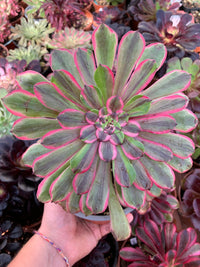 Aeonium "Medusa" mutation panachée