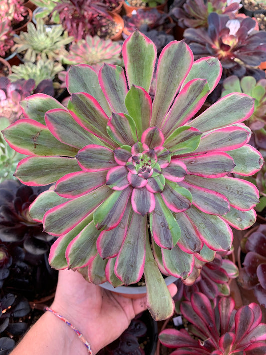Aeonium "Medusa" mutation panachée