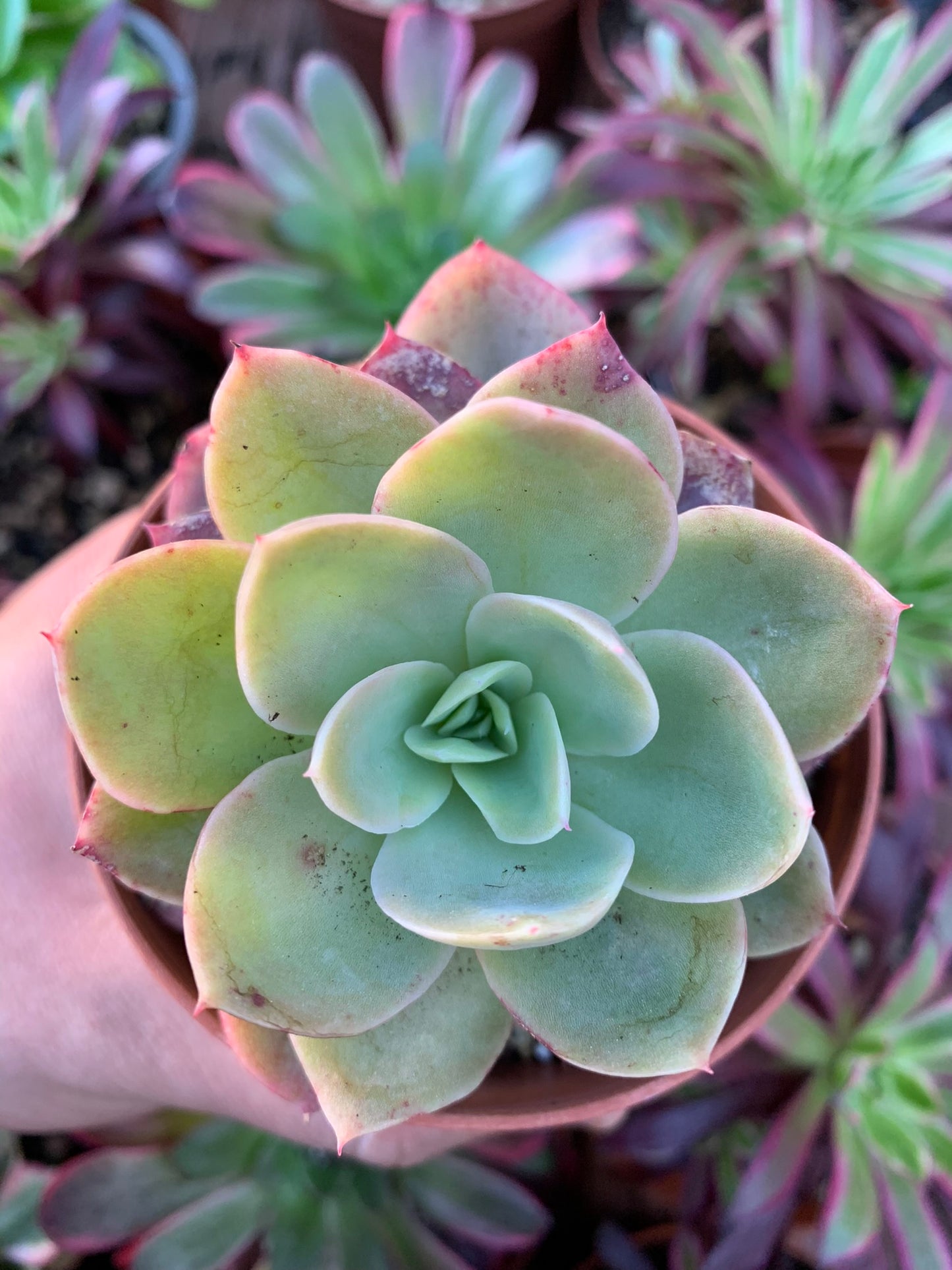 Echeveria "Pink Vera" Korean