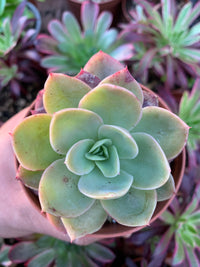 Echeveria "Pink Vera" Korean
