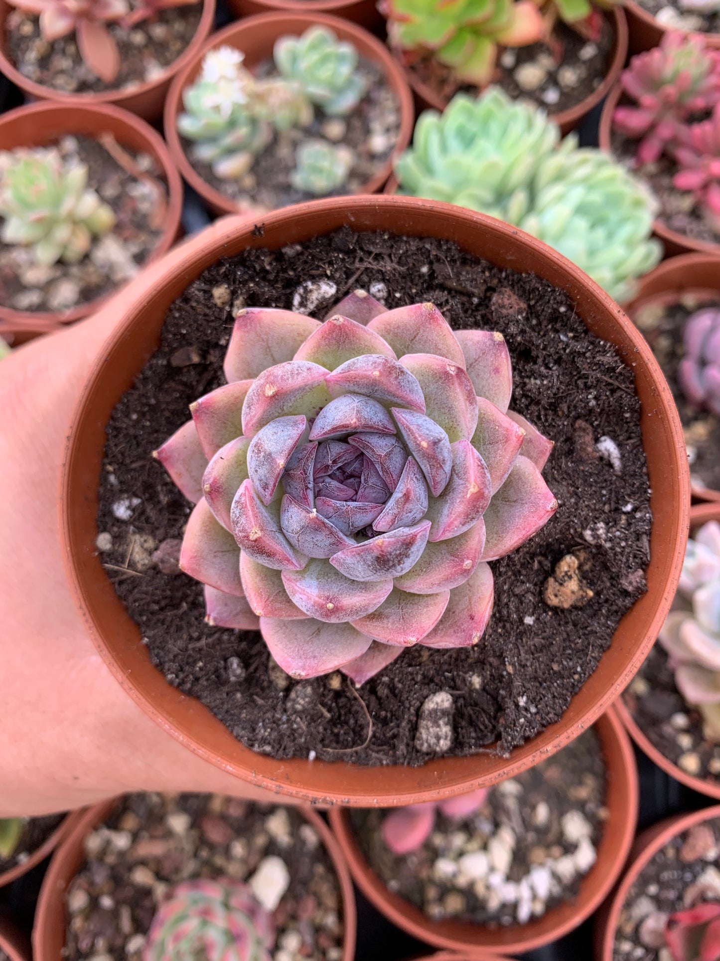 Echeveria "Velluto Cuore di Zucchero"